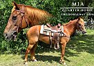 Quarter Horse - Horse for Sale in Fairview, TX 75069