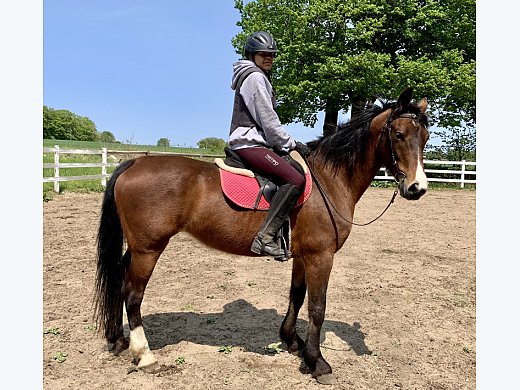 Quiet KWPN Mare