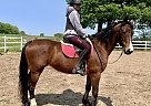 Dutch Warmblood - Horse for Sale in Eden Valley, ON L0L 2K0 Dutch Warmblood - Horse for Sale in Eden Valley, ON L0L 2K0