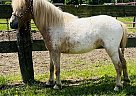 Miniature - Horse for Sale in Xenia, OH 45385