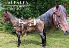 Quarter Horse - Horse for Sale in Fairview, TX 75069 Quarter Horse - Horse for Sale in Fairview, TX 75069