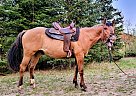 Quarter Horse - Horse for Sale in Sebeka, MN 56477 Quarter Horse - Horse for Sale in Sebeka, MN 56477