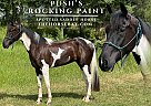 Spotted Saddle - Horse for Sale in Franklin, TN 37069 Spotted Saddle - Horse for Sale in Franklin, TN 37069