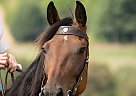 Quarter Horse - Horse for Sale in Melbourne, FL 32901