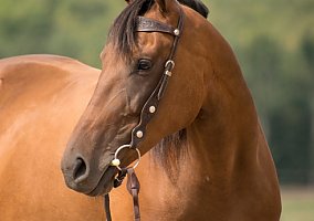 Quarter Horse (Quarter Horse, Gelding) in Melbourne, FL