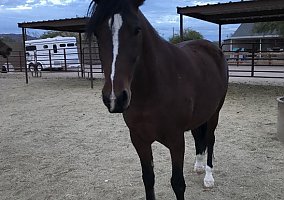 Mustang (Mustang, Mare) in Mesa, AZ