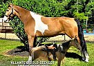 Tennessee Walking - Horse for Sale in Gillsville, GA 30543