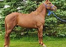 Carson - Gelding in Xenia, OH Carson - Gelding in Xenia, OH