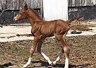 PVA Navarre - Stallion in Bloomfield, IA PVA Navarre - Stallion in Bloomfield, IA