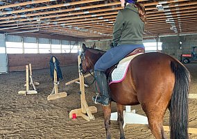 Thoroughbred (Thoroughbred, Mare) in Palmyra, PA