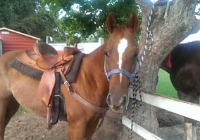 Arabian (Arabian, Gelding) in Houston, TX