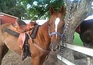 Arabian - Horse for Sale in Houston, TX 77095
