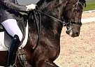 Friesian - Horse for Sale in sausalito, CA 94965 Friesian - Horse for Sale in sausalito, CA 94965