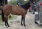 Quarter Horse - Horse for Sale in Fillmore, MO 64449 Quarter Horse - Horse for Sale in Fillmore, MO 64449