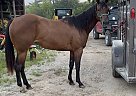 Quarter Horse - Horse for Sale in Fillmore, MO 64449