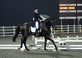 Grand Prix Potential Westphalian Gelding Westphalian Stallion