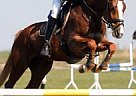 CIC 3* Eventing Gelding Other Gelding