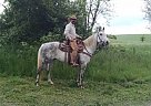 - Gelding in Rural Retreat, VA - Gelding in Rural Retreat, VA