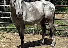 Appaloosa - Horse for Sale in Trenton, FL 32693 Appaloosa - Horse for Sale in Trenton, FL 32693