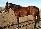 Quarter Horse Gelding for Sale in Madras, Oregon Maybe Rochester