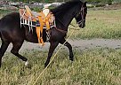 Azteca - Horse for Sale in Santa Maria, CA 93458