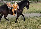 Azteca - Horse for Sale in Santa Maria, CA 93458 Azteca - Horse for Sale in Santa Maria, CA 93458