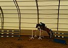 Budyonny - Horse for Sale in Moscow, Budyonny - Horse for Sale in Moscow,