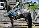 Tennessee Walking - Horse for Sale in gillsville, GA 30543