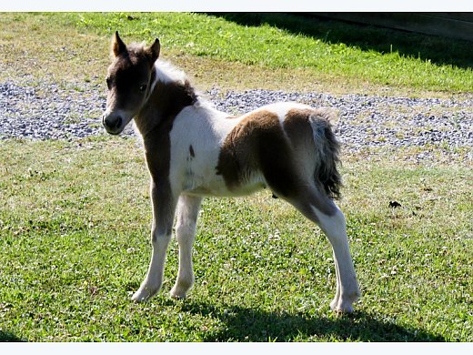 Blue Roan Pinto Mini Colt