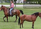 Missouri Fox Trotter - Horse for Sale in Brodhead, KY 42634 Missouri Fox Trotter - Horse for Sale in Brodhead, KY 42634