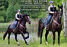 Friesian - Horse for Sale in Hesperia, MI 49421 Friesian - Horse for Sale in Hesperia, MI 49421