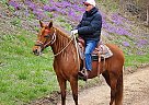 Missouri Fox Trotter - Horse for Sale in Holt, MO 64048 Missouri Fox Trotter - Horse for Sale in Holt, MO 64048