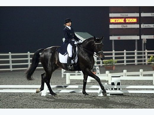 Grand Prix Potential Westphalian Gelding
