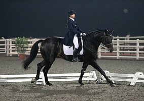 Westphalian (Westphalian, Stallion) in Dubai, DE