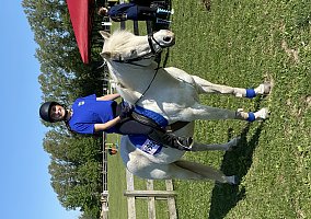 Welsh Pony and Cob (Welsh Pony and Cob, Mare) in Beecher, IL