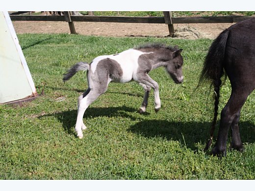 Mini Black and White Colt