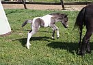 Miniature - Horse for Sale in Dalton, GA 30721