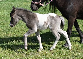 Miniature Horse (Miniature Horse, Stallion) in Dalton, GA