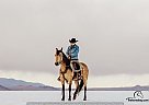Missouri Fox Trotter - Horse for Sale in Logan, UT 84321 Missouri Fox Trotter - Horse for Sale in Logan, UT 84321
