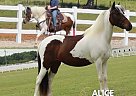 Pony - Horse for Sale in Lewisburg, TN 37091 Pony - Horse for Sale in Lewisburg, TN 37091