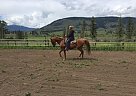 Arabian - Horse for Sale in Armstrong, BC V0E1B4