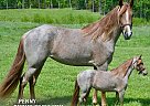 Tennessee Walking - Horse for Sale in park hills, MO 63601