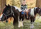 Gypsy Vanner - Horse for Sale in Goodson, MO 65663