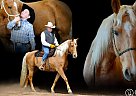 Missouri Fox Trotter - Horse for Sale in Stockton, MO 65785