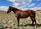 Quarter Horse - Horse for Sale in Fort Collins, CO 80524