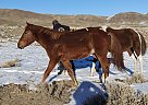 Quarter Horse - Horse for Sale in Challis, ID 83226 Quarter Horse - Horse for Sale in Challis, ID 83226