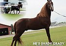 Tennessee Walking - Horse for Sale in Lewisburg, TN 37091 Tennessee Walking - Horse for Sale in Lewisburg, TN 37091