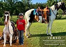 Spotted Saddle - Horse for Sale in Kentwood, LA 70444