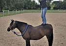 Half Arabian - Horse for Sale in Saukville, WI 53080