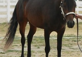 Arabian (Arabian, Mare) in Saukville, WI